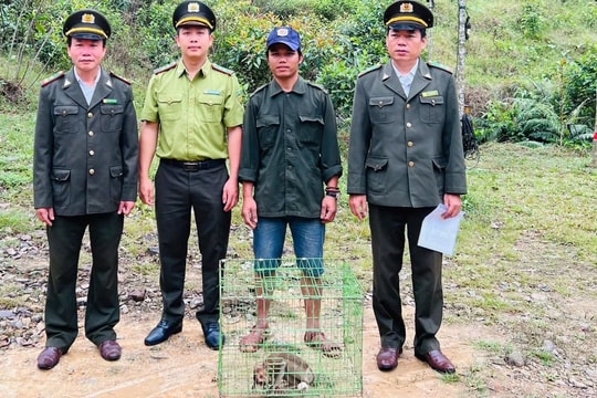 Cá thể khỉ mặt đỏ được người dân giao nộp cho kiểm lâm