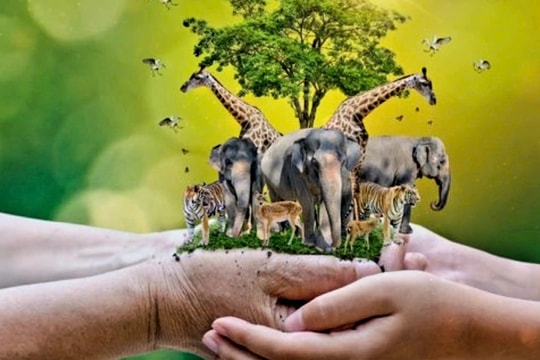 Bảo vệ sự đa dạng sinh học và cân bằng sinh thái