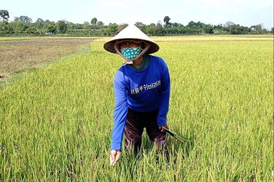 Nông dân ngậm ngùi vì ruộng khô, lúa chết