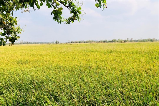 “Mùa vàng” ở biên giới Ia Mơ