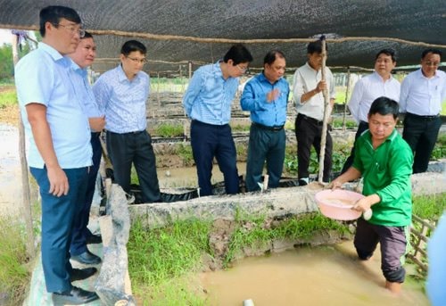 Hội quán sẽ cung ứng cho thị trường khoảng 3 triệu con lươn giống