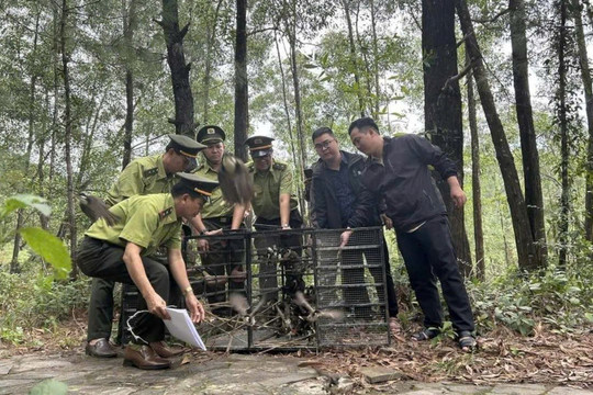 Huế không xem xét tổ chức hội thi tiếng hót chim chào mào