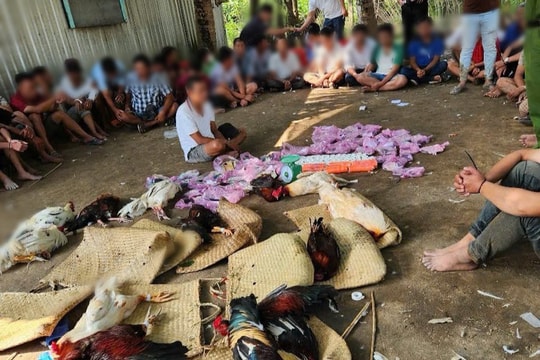 Triệt phá tụ điểm đá gà quy mô lớn, bắt giữ 58 đối tượng