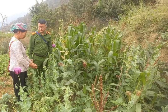 Trồng trái phép hơn 700 cây thuốc phiện