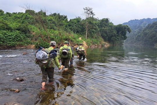 Tăng cường bảo vệ rừng trước hiện trạng suy giảm diện tích