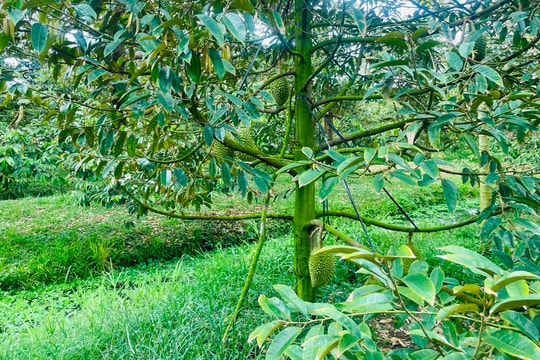 Mô hình 'ấp thông minh': Hướng đi mới cho nông thôn hiện đại