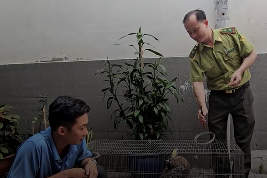 Bàn giao chim diều hoa Miến Điện quý cho kiểm lâm