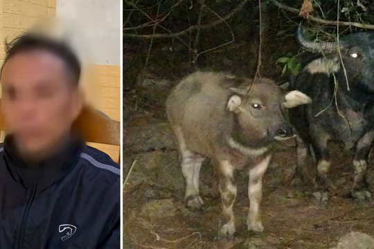 Lái xe tải đi trộm trâu mang về nhà mình