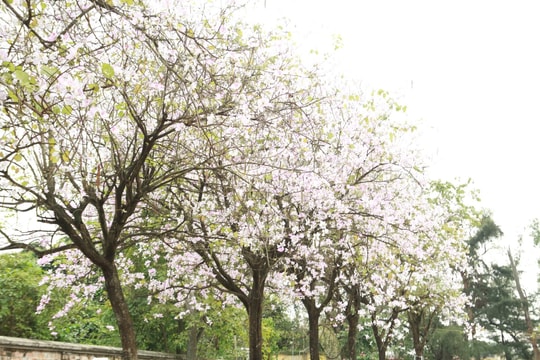 Loài hoa biểu tượng của Tây Bắc khoe sắc giữa Thủ đô