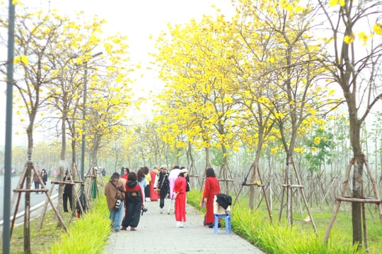 Sắc vàng hoa phong linh ngập tràn Thủ đô
