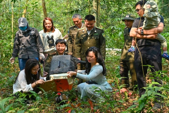 Thả 10 cá thể gà lôi trắng quý hiếm về tự nhiên