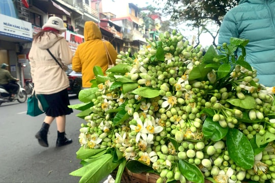 Hương hoa bưởi trên phố