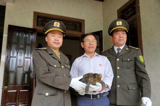 Một cá thể rùa núi viền quý hiếm được giao nộp