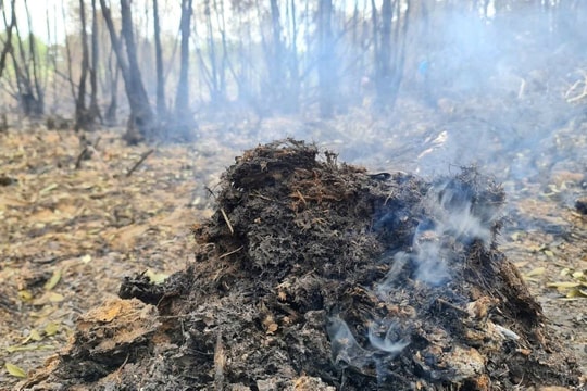 Tìm nguyên nhân gần 1ha rừng giao khoán bị thiêu rụi