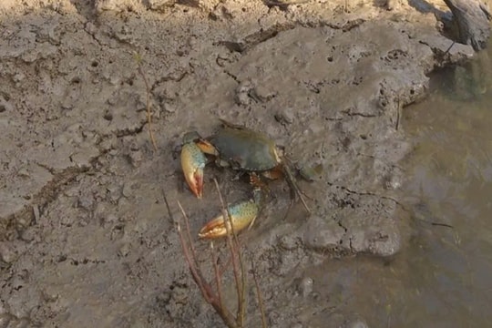 Cà Mau: Xuất hiện tình trạng cua chết rải rác