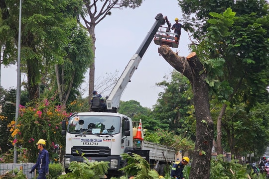 Loạt cây xanh "cao tuổi" trung tâm TP.HCM bị đốn hạ
