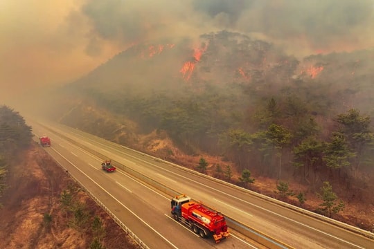 Hàn Quốc tập trung toàn lực ứng phó cháy rừng “tồi tệ nhất lịch sử”