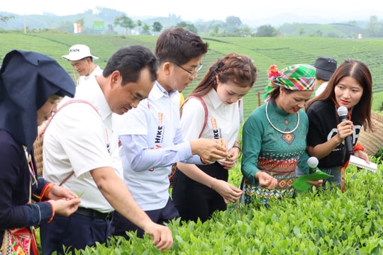 Thái Nguyên ưu tiên các nguồn lực đầu tư phát triển chè