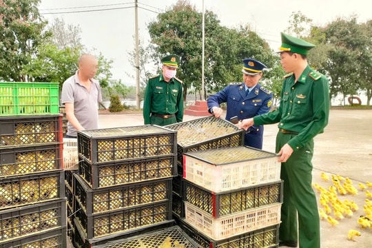 Bắt vụ vận chuyển gia cầm giống không rõ nguồn gốc