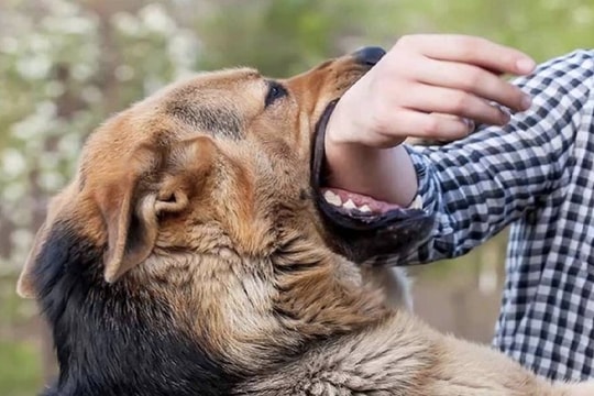 Cháu bé 7 tuổi tử vong nghi bị chó dại cắn