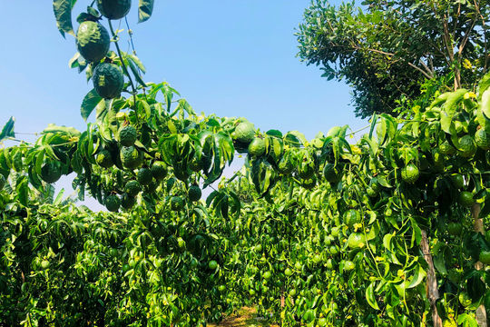 Hàng chục gốc chanh dây của người dân bị chặt phá