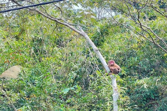 Khỉ mặt đỏ quý hiếm đi lạc được trả về rừng