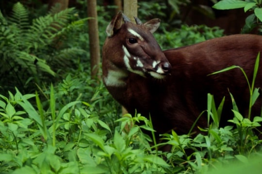 Huế: Tiếp nhận hàng tỷ đồng để bảo vệ động vật được mệnh danh “Kỳ lân châu Á”