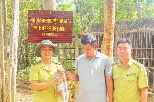 Người dân tự nguyện giao nộp khỉ đuôi dài quý hiếm