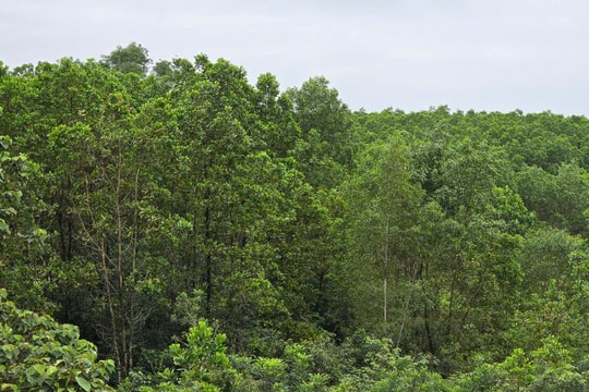 Quảng Trị: Hơn 209 ha đất công được hợp thức hóa thành đất tư