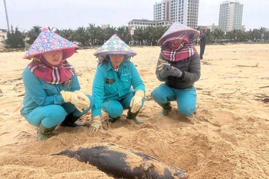 Xác cá voi liên tiếp trôi dạt vào Quảng Bình