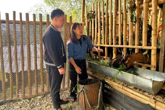 Người phụ nữ Thái hái quả ngọt từ nguồn vốn vay chính sách
