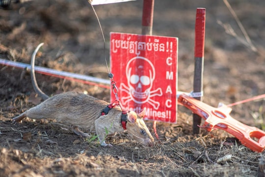 Chuột khổng lồ săn mìn lập kỷ lục thế giới