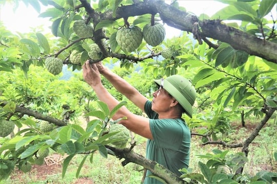 Thái Nguyên đặt mục tiêu trồng mới 280ha cây ăn quả trong năm 2025