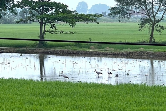 TP Huế triển khai kế hoạch bảo vệ đàn cò nhạn quý hiếm vừa xuất hiện