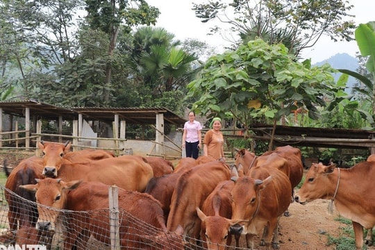 Thoát nghèo, an cư nhờ... “bò ngân hàng”