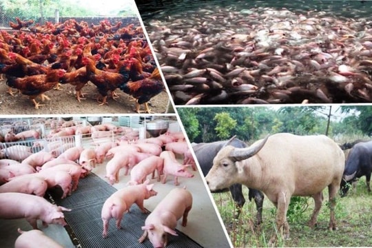 Yên Bái: Chủ động kiểm soát dịch bệnh, bảo vệ ngành chăn nuôi và thủy sản