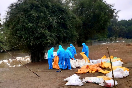 Tiêu hủy đàn vịt hàng nghìn con vì cúm gia cầm A/H5N1