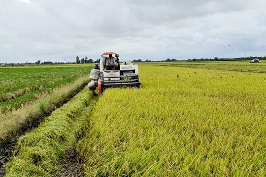 Ứng dụng trí tuệ nhân tạo trong nông nghiệp: Hướng đi mới để định vị hạt gạo Việt