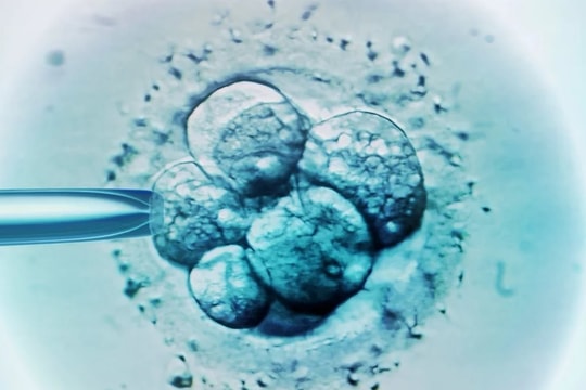 Mang thai nhầm con của người khác