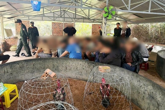 Triệt phá trường gà, bắt giữ hàng chục con bạc