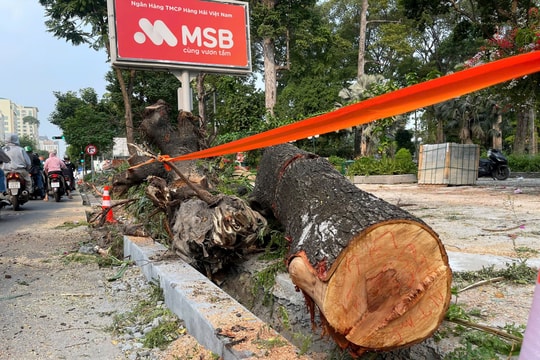 TP.HCM sẽ xử lý các trường hợp gây tổn hại cây xanh