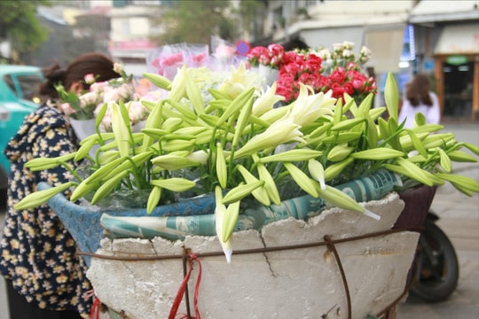 Tinh khôi mùa hoa loa kèn