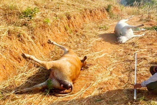Gia Lai: 11 con bò chết bất thường, gây thiệt hại hàng trăm triệu