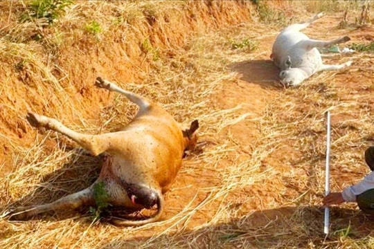 Vụ 11 con bò chết bất thường: Gửi mẫu đi xét nghiệm