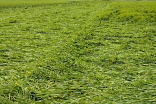 Mưa to, gió mạnh làm nhiều diện tích lúa ở Huế đổ rạp