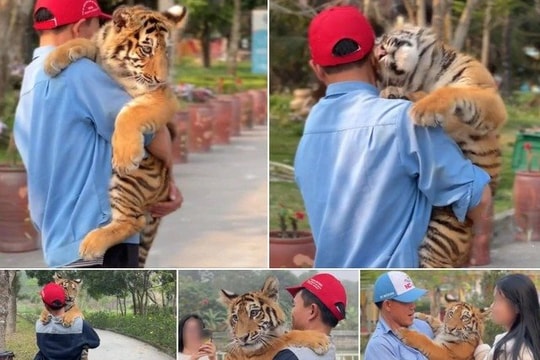 Yêu cầu dừng việc cho khách du lịch tiếp xúc với hổ