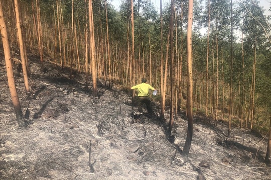 Vĩnh Phúc: Hơn 20ha rừng tại xã Đạo Trù bị thiêu rụi