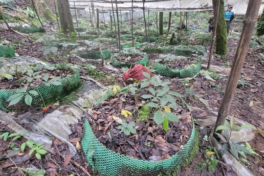 Quy hoạch khu công nghiệp chế biến dược liệu hơn 200ha tại Đăk Tô