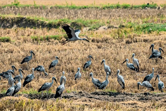 Gia Lai: Xuất hiện đàn Cò ốc quý hiếm trong sách đỏ Việt Nam