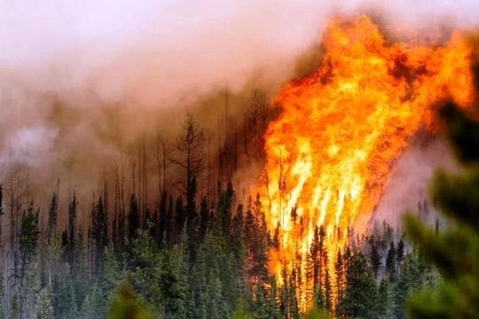 Tăng cường công tác phòng cháy rừng trong mùa nắng nóng